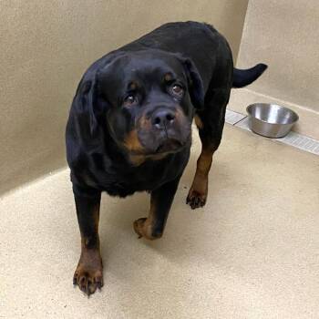 Brooklyn -  Rottweiler Dog Available for Adoption in Monroe, Georgia - Brooklyn | PetCurious