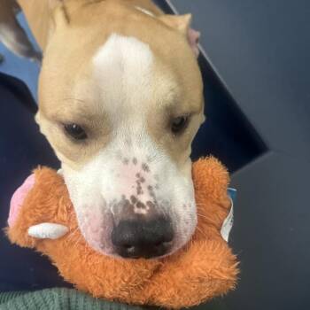 Caramel -  Mixed Breed Dog for Adoption in Pittsburgh, Pennsylvania - Caramel | PetCurious