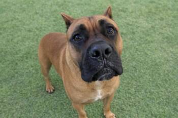 Cane Corso and Boxer Dogs Available for Adoption - DANTE | PetCurious