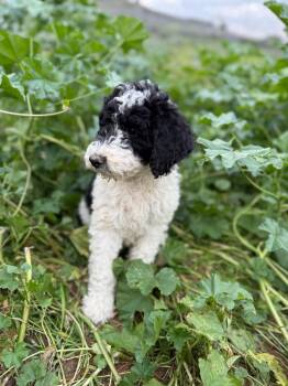 Bristol -  Bernedoodle Dog for Adoption in Cerritos, California - Bristol | PetCurious