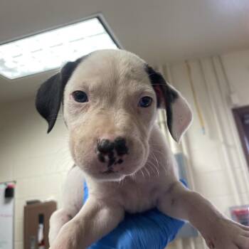 American Staffordshire Terrier and Mixed Breed Dogs Available for Adoption in San Antonio, Texas - Spain | PetCurious