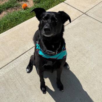 Pearl -  Shepherd Dog for Adoption in Branford, Connecticut - Pearl | PetCurious