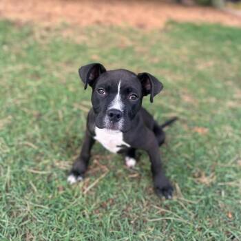 Hoover--In Foster -  Pit Bull Terrier and Mixed Breed Dog for Adoption in Fargo, North Dakota - Hoover--In Foster | PetCurious