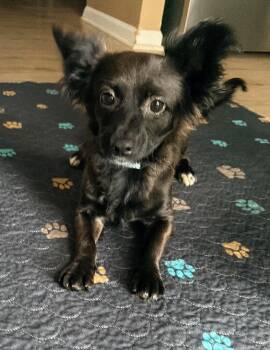 Rad -  Chihuahua Dog for Adoption - Rad | PetCurious