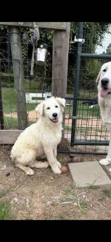 Great Pyrenees Dogs Available for Adoption in Brookshire, Texas - Solenne | PetCurious