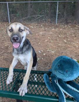 Percy -  Shepherd Dog for Adoption in Little Rock, Arkansas - Percy | PetCurious