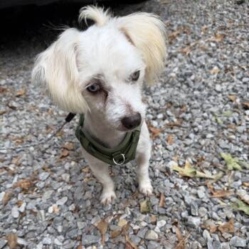 Rescue Maltese and Mixed Breed Dogs for Adoption in Baton Rouge, Louisiana - Shiloh | PetCurious