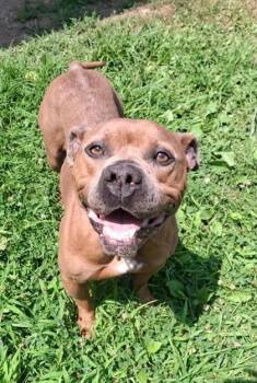 Juno -  Mixed Breed Dog for Adoption in Moundsville, West Virginia - Juno | PetCurious