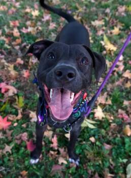 Labrador Retriever Dogs Available for Adoption - Pearl  | PetCurious