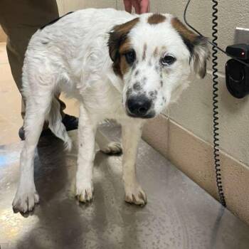 Mixed Breed Dogs Available for Adoption - Elphaba | PetCurious