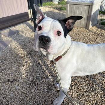 Mixed Breed Dogs Available for Adoption in Philadelphia, Pennsylvania - Panda Boo | PetCurious