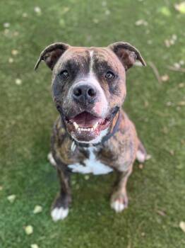 Logan -  American Bulldog Dog for Adoption in Glendale, Arizona - Logan | PetCurious