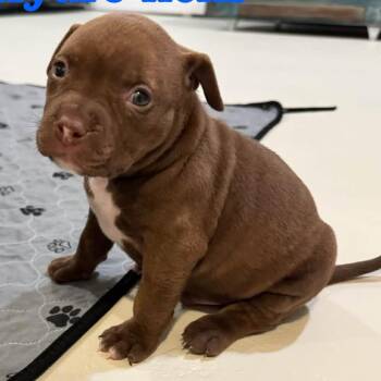 Hydro-Licks -  American Staffordshire Terrier and Mixed Breed Dog for Adoption in Olathe, Kansas - Hydro-Licks | PetCurious