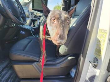 A660575 -  Bull Terrier and Mixed Breed Dog for Adoption in Houston, Texas - A660575 | PetCurious