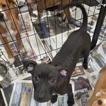 Mischief RW -  Terrier and Mixed Breed Dog for Adoption in Austin, Texas - Mischief RW | PetCurious