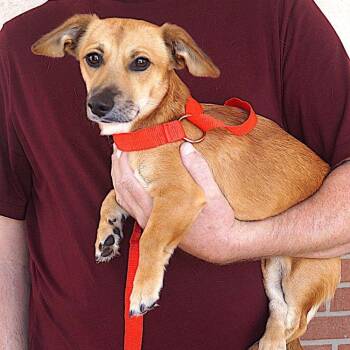 Vincent -  Dachshund Dog for Adoption in Carrollton, Texas - Vincent | PetCurious