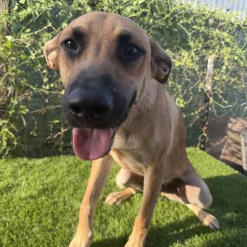 Tommy -  Labrador Retriever Dog for Adoption in Harlingen, Texas - Tommy | PetCurious