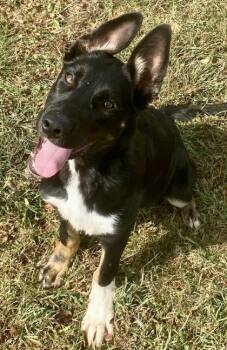 Sam -  German Shepherd Dog Dog for Adoption in Glasgow, Kentucky - Sam | PetCurious