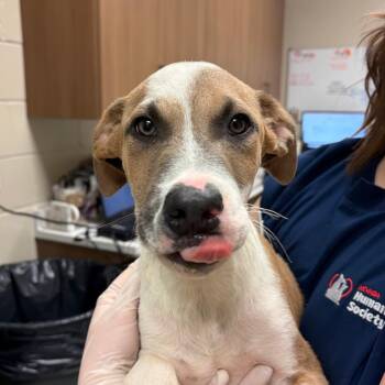 Mothman -  Catahoula Leopard Dog and Pit Bull Terrier Dog for Adoption in Reno, Nevada - Mothman | PetCurious