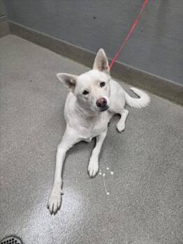 ASPEN -  Siberian Husky Dog for Adoption in Las Vegas, Nevada - ASPEN | PetCurious