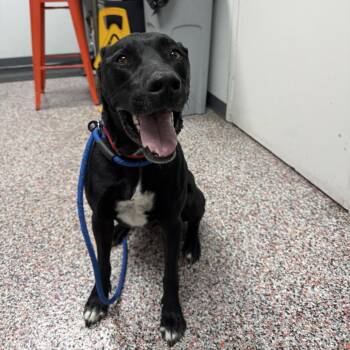 Black Labrador Retriever Dogs Available for Adoption in Salt Lake City, Utah - Santiago | PetCurious