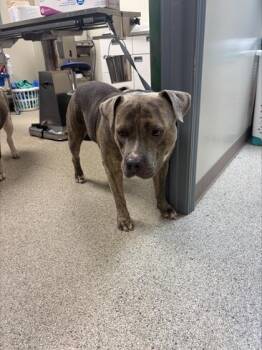 Superman -  Pit Bull Terrier and Mixed Breed Dog for Adoption in Conway, Arkansas - Superman | PetCurious