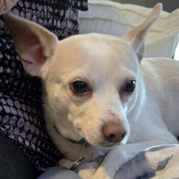 Chihuahua Dogs Available for Adoption - Sugar | PetCurious