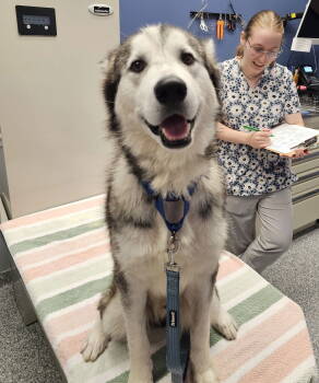 Rescue Siberian Husky Dogs for Adoption in Odenton, Maryland - Nebraska | PetCurious