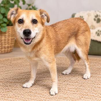 Asiago -  Shiba Inu and Mixed Breed Dog for Adoption in Hopkinton, Massachusetts - Asiago | PetCurious