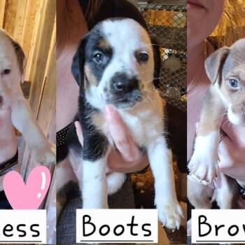 Boots -  Hound and Pit Bull Terrier Dog for Adoption in Newark Valley, New York - Boots | PetCurious
