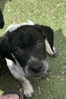 Labrador Retriever and Hound Dogs Available for Adoption in Brownstown, Indiana - Leaf | PetCurious