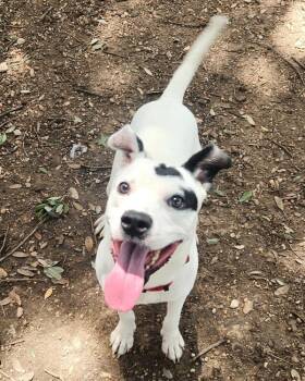 Rollo -  Jack Russell Terrier and Labrador Retriever Dog for Adoption in Austin, Texas - Rollo | PetCurious