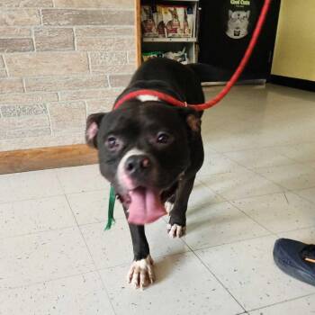 Beerus -  Mixed Breed Dog for Adoption in Davenport, Iowa - Beerus | PetCurious