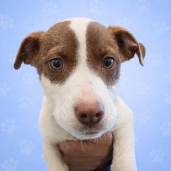 Mixed Breed Dogs Available for Adoption - Calhoun | PetCurious