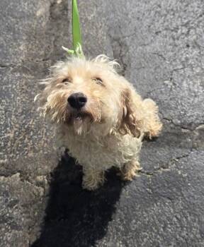 Glow Worm -  Poodle Dog for Adoption in Lancaster, Ohio - Glow Worm | PetCurious