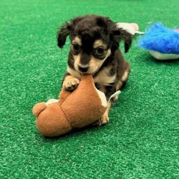 Snickers -  Chihuahua and Mixed Breed Dog for Adoption in Henderson, Nevada - Snickers | PetCurious