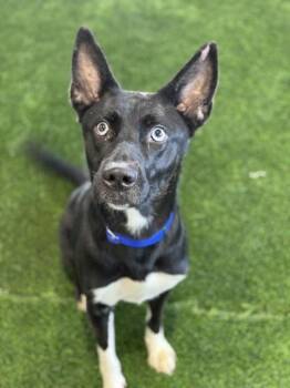 Mixed Breed Dogs Available for Adoption in West Chester, Pennsylvania - Banjo | PetCurious