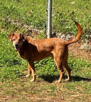 Hound Dogs Available for Adoption - Papa Red | PetCurious