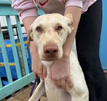 Labrador Retriever Dogs Available for Adoption - Letterman | PetCurious