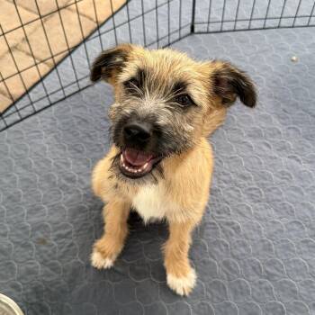 Nyla -  Sheepadoodle and Border Terrier Dog for Adoption in San Diego, California - Nyla | PetCurious
