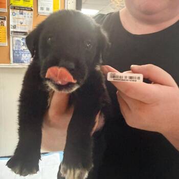 Troop Orange -  Black Labrador Retriever and Great Pyrenees Dog for Adoption in Savannah, Georgia - Troop Orange | PetCurious