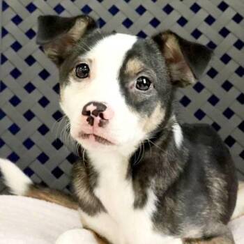 Chihuahua Dogs Available for Adoption - Baby | PetCurious