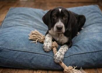Amos -  Pointer and Hound Dog for Adoption in Batesville, Arkansas - Amos | PetCurious