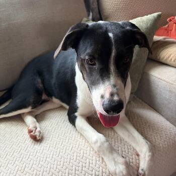 Brody aka Brotato Chip -  Border Collie Dog for Adoption in Wilkesboro, North Carolina - Brody Aka Brotato Chip | PetCurious