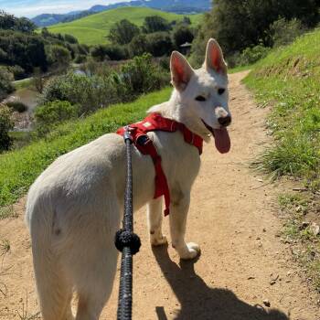 German Shepherd Dog Dogs Available for Adoption - Hailey | PetCurious