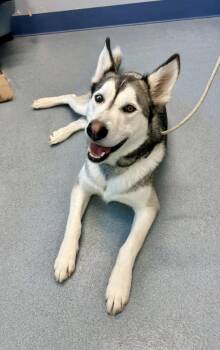 Max -  Husky and Shepherd Dog for Adoption in Greenlawn, New York - Max | PetCurious
