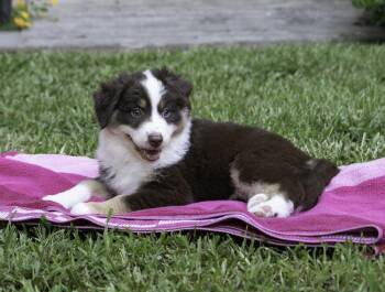 Matilda -  Australian Shepherd Dog for Adoption in Dacula, Georgia - Matilda | PetCurious