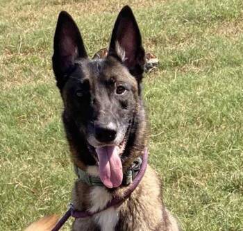 Rescue Belgian Shepherd Malinois Dogs for Adoption in Brookshire, Texas - River | PetCurious