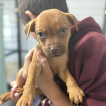 Hound Dogs Available for Adoption - Huntsman Spider | PetCurious