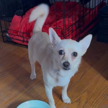 Snowdrop -  Chihuahua and Mixed Breed Dog for Adoption in Rockville, Maryland - Snowdrop | PetCurious